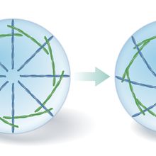 Illustration of fibers in a cell twisting