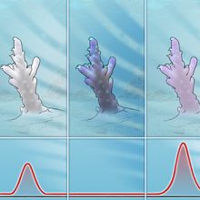 Illustration showing coral health outcomes in response to bleaching events