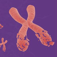 Conceptual image showing fragmented X chromosomes