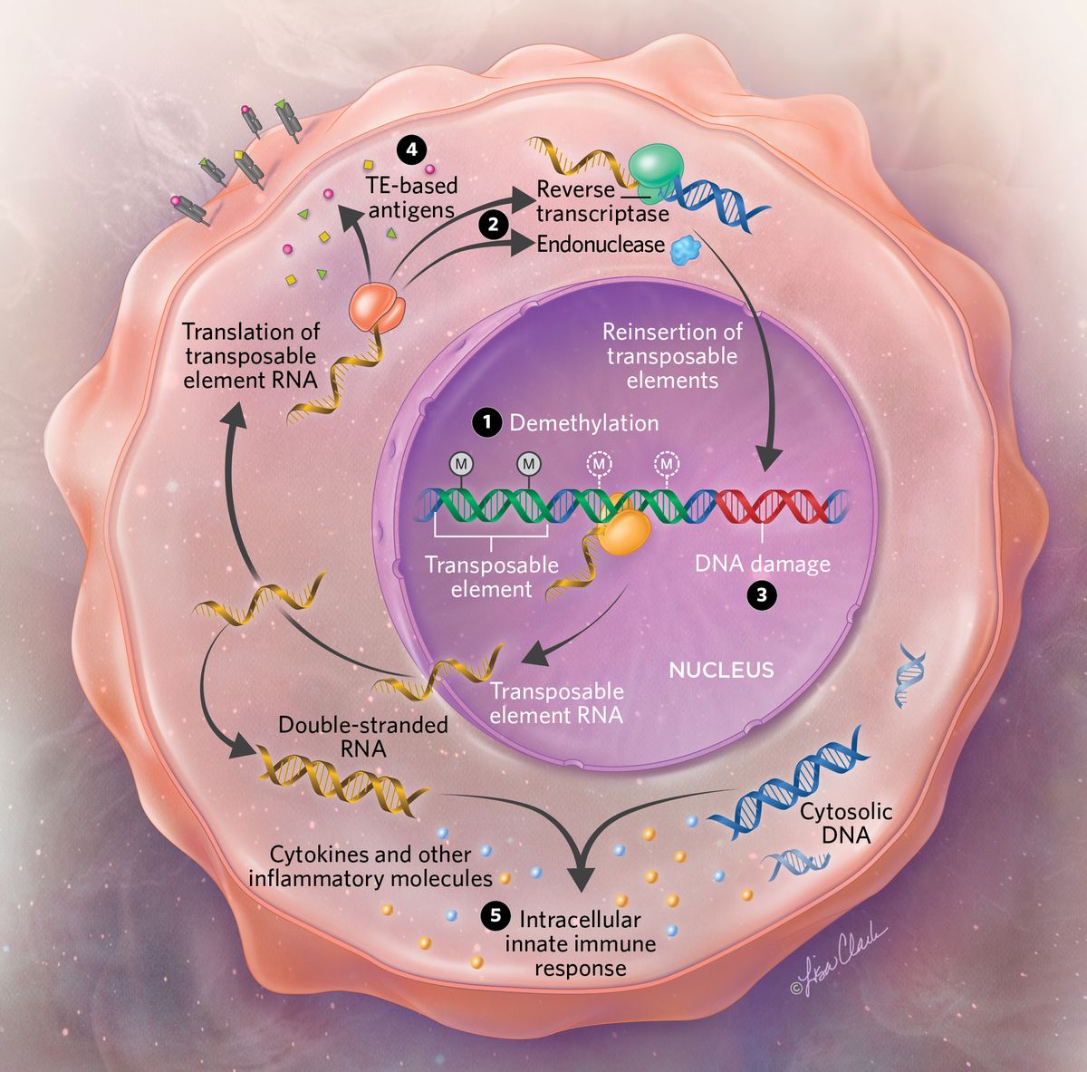 Infographic showing transposable elements in cancer