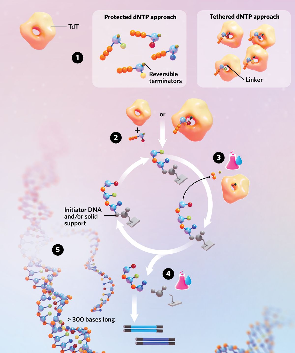 Infographic showing enzymatic DNA synthesis