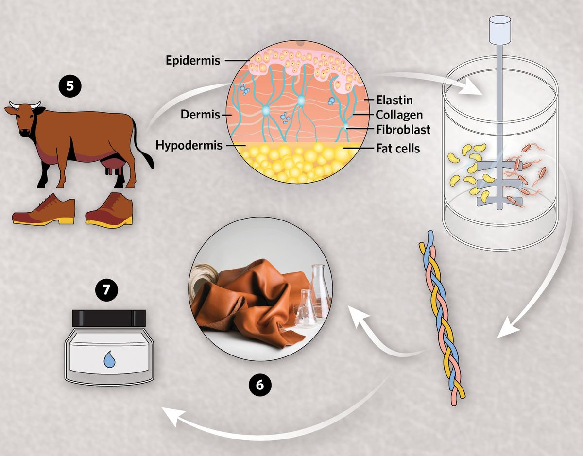 Infographic showing how recombinant proteins usher in an era of sustainable fashion