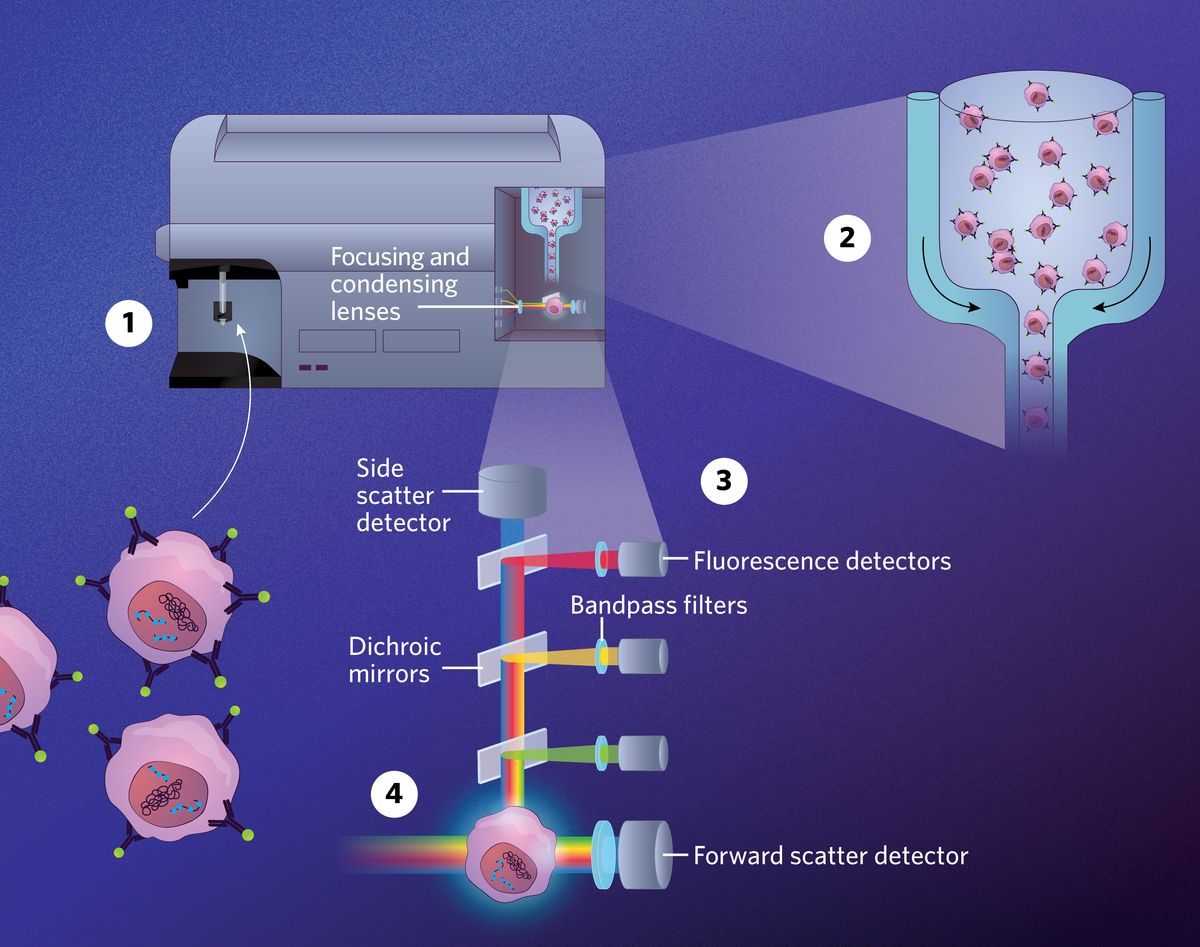 Infographic showing how flow cytometry enables researchers to assess several cell parameters simultaneously at a single-cell level with the help of lasers.