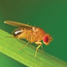 Male common fruit fly (Drosophila Melanogaster) - about 2 mm long - sitting on a blade of grass with green foliage background