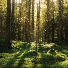 Magical fairytale forest. Coniferous forest covered of green moss. Mystic atmosphere.