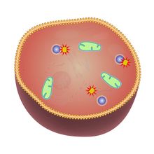 JFT1 has reacted with hydrogen peroxide and APEX2 to create red fluorescence near APEX2 that remains separate from the green mitochondria.