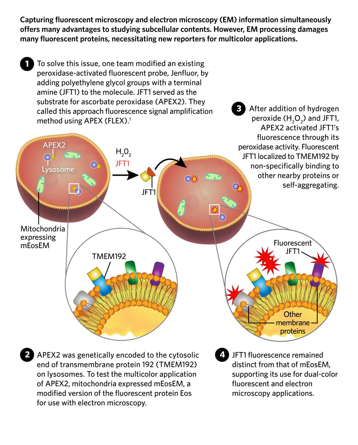 The first panel in a schematic of a modified probe, JFT1, used with a peroxidase (APEX2). APEX2, a yellow square, is shown to be on lysosomes, while Mitochondria are shown green with mEosEm, a fluorescent protein. The second panel is an insert of the lysosomal membrane with APEX2 bound to a blue lysosomal transmembrane protein. A grey, a green, and a purple membrane protein are also present. In the third panel, JFT1 has reacted with hydrogen peroxide and APEX2 to create red fluorescence near APEX2 that remains separate from the green mitochondria. The final panel is an insert showing the lysosomal membrane with activated JFT1, depicted as red spiky shapes, bound to the three other nearby membrane proteins or itself.