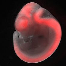 A microscopy image of a mouse embryo expressing the red fluorescent protein mCherry in the central nervous system.