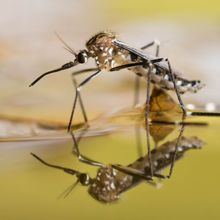 Photograph of a black and white mosquito standing on a water surface, where its reflection is visible.&nbsp;