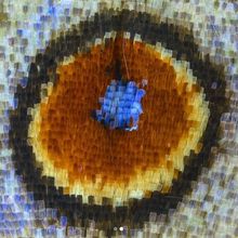 A close-up of the eyespot on the wing of a forest mother-of-pearl butterfly (Protogoniomorpha parhassus)