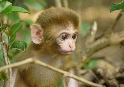 A baby rhesus macaque against a forest backdrop.