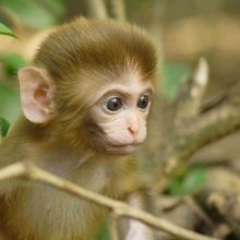 A baby rhesus macaque against a forest backdrop.