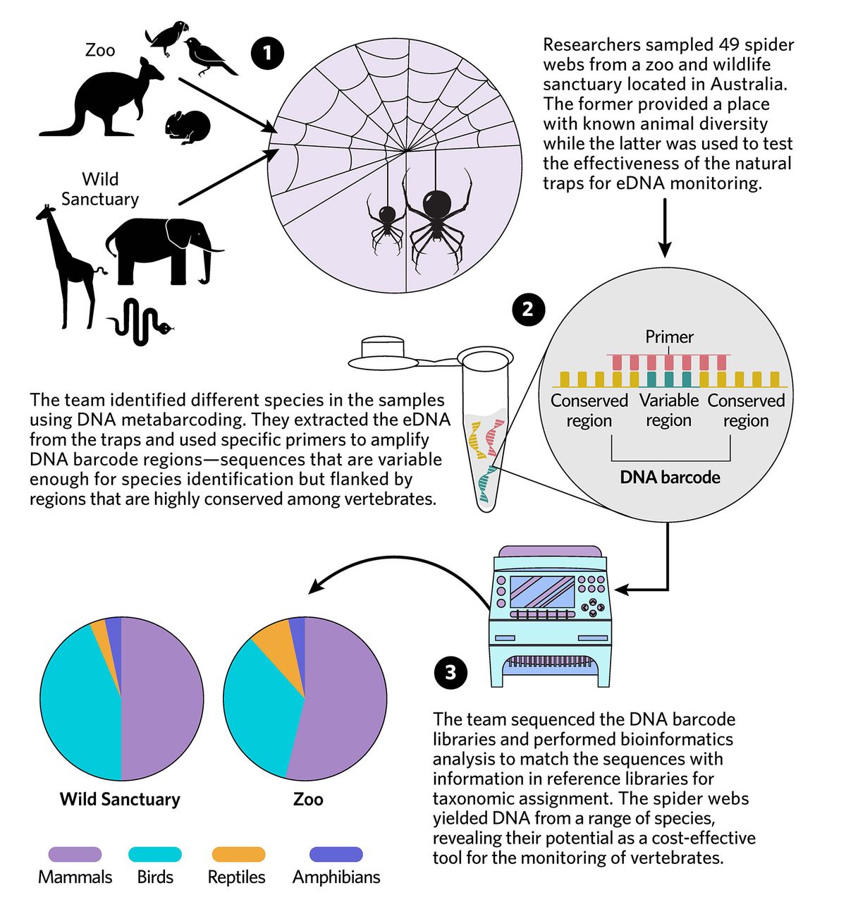 The infographic shows a new method where researchers used spider webs to monitor environmental eDNA of vertebrates. They demonstrated the effectiveness of their by analyzing samples from a zoo and a wildlife sanctuary.