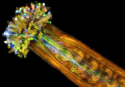 A cross section of the pistil of <em>Arabidopsis thaliana&nbsp;</em>plant. Pollen grains are labeled with fluorescent markers and sit at the top of the structure. Fluorescently tagged pollen tubes penetrate the plant&rsquo;s ovary where the ovules (small, curved structures) are located.