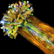 A cross section of the pistil of <em >Arabidopsis thaliana&nbsp;</em>plant. Pollen grains are labeled with fluorescent markers and sit at the top of the structure. Fluorescently tagged pollen tubes penetrate the plant&rsquo;s ovary where the ovules (small, curved structures) are located.