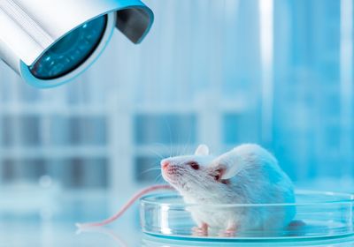 A white mouse sits in a Petri dish against a blue background.