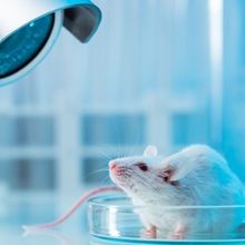 A white mouse sits in a Petri dish against a blue background.