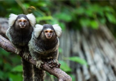 Image of two marmosets perched on a branch.