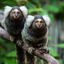 Image of two marmosets perched on a branch.