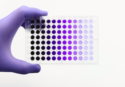 A photo of a 96-well microplate showcasing serial dilutions of purple dye solution.