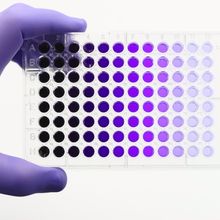 A photo of a 96-well microplate showcasing serial dilutions of purple dye solution.