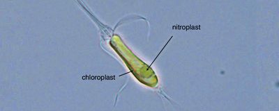 A light micrograph image shows a green oblong organism with flagella. Inside it is a circular structure.