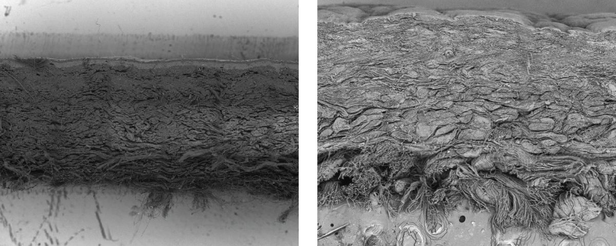 SEM images of Bio-Vera and animal-derived leather.