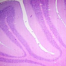 Visualize spatial gene and protein expression patterns in intact brain tissue