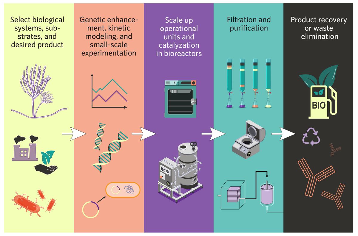 A flow chart of the major steps of the average bioprocess. Scientists select biological systems, substrates, and desired products; perform genetic enhancement, kinetic modeling, and small-scale experimentation; scale up operational units and catalyzation in bioreactors; filter and purify samples; and recover products and eliminate waste.