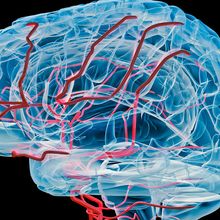 X-ray view of human brain with blood vessels