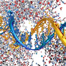 A DNA strand in yellow and blue is surrounded by a poly (ADP-ribose) polymerase (PARP) protein.