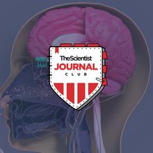 <em >The Scientist</em>&rsquo;s Journal Club: Olfaction and the Brain