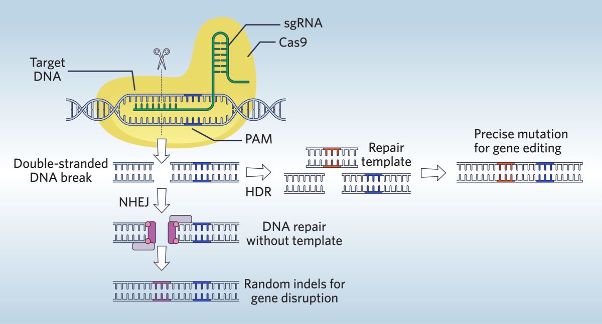 Infographic of CRISPR-Cas9 introducing a blunt double-strand DNA break into a target gene, which becomes a substrate for DNA repair by nonhomologous end joining (NHEJ) or homology-directed repair (HDR).