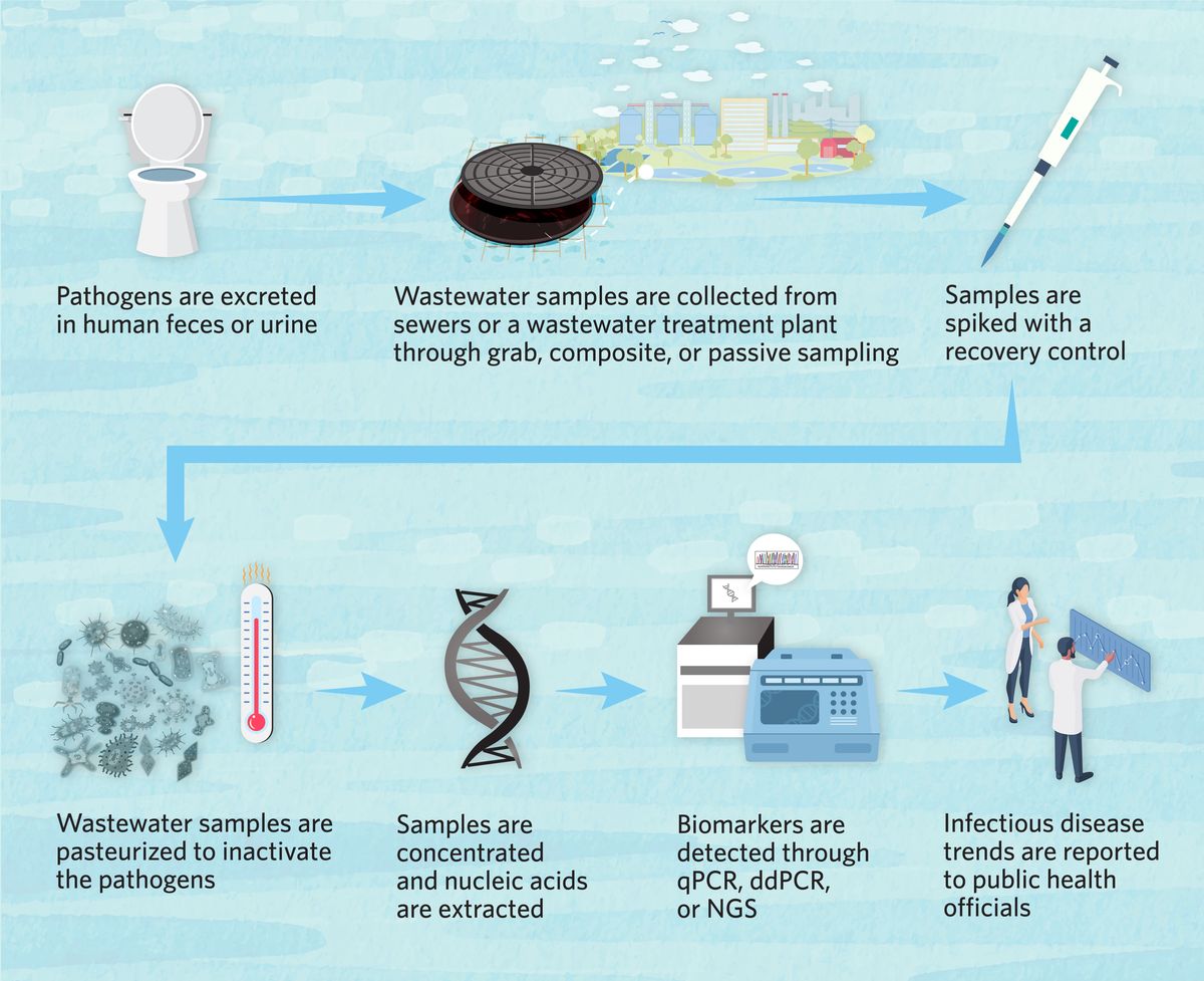 Flow chart depicting the major steps in wastewater testing. Pathogens are excreted in human feces or urine. Wastewater samples are collected from sewers or a wastewater treatment plant through grab, composite, or passive sampling. Samples are spiked with a recovery control. Wastewater samples are pasteurized to inactivate the pathogens. Samples are concentrated and nucleic acids are extracted. Biomarkers are detected through qPCR, ddPCR, or NGS. Infectious disease trends are reported to public health officials.