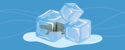 Cartoon of a turtle inside of an ice cube.