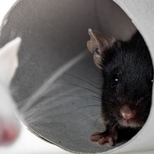 A black mouse hides from a white mouse inside a paper tube.