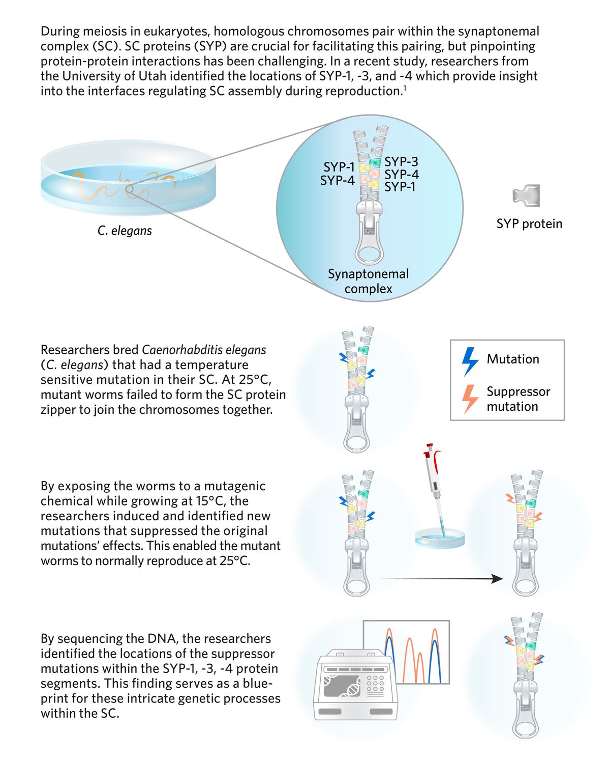 Infographic showing a stack of proteins assembling into a complex to facilitate genetic exchange of homologous chromosomes.