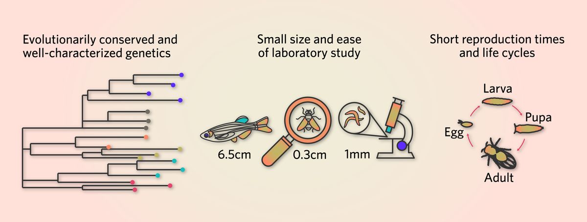 Helpful features for models organisms include evolutionarily conserved processes, well-characterized genetics, small size, and short reproduction times and life cycles.