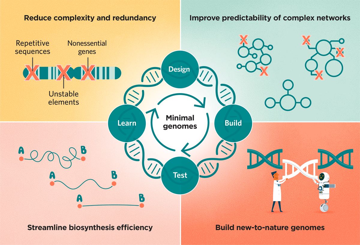 A schematic showing how synthetic biologists use the design–build–test–learn cycle to put together minimal, synthetic or semi-synthetic genomes to improve the predictability of complex networks, streamline biosynthesis pathways, build new-to-nature genomes, and reduce a genome’s complexity and redundancy by removing repetitive sequences, nonessential genes, and unstable elements.