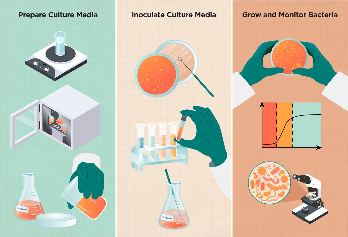 Horizontal schematic showing culture media preparation and inoculation, and bacterial growth and analysis. 