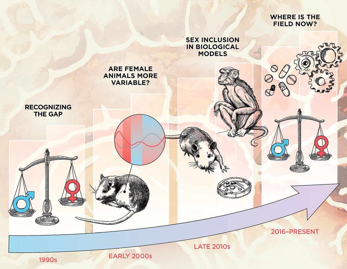 (Left to right) The first panel is an image of an uneven scale, with the blue male symbol weighing heavier than the red female symbol. The second panel features a mouse with a callout depicting various red and blue lines to represent the estrous cycle. In the third panel, there are images of a mouse, marmoset, and cell culture dish. In the final panel, there is an image of therapeutic pills and gears, representing cognitive function, above a balanced scale. Now the male and female symbols are even.