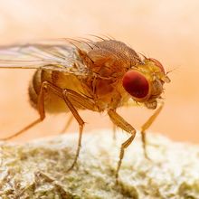 A close-up picture of a fruit fly.