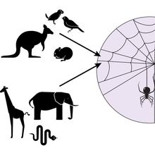 The infographic shows a new method where researchers used spider webs to monitor environmental eDNA of vertebrates. They demonstrated the effectiveness of their by analyzing samples from a zoo and a wildlife sanctuary.