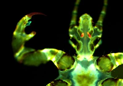 Fluorescent microscopy image of a human body louse (appearing green) with two red ovoid shapes in its head (mCherry-expressing Yersinia pestis).