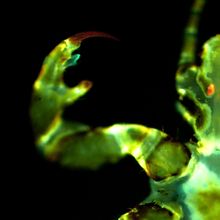 Fluorescent microscopy image of a human body louse (appearing green) with two red ovoid shapes in its head (mCherry-expressing Yersinia pestis).