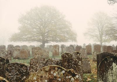 Rows of old, microbe-covered headstones in a misty graveyard with two leafless trees in the background.