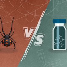 Researchers found human antibody candidates that neutralize the toxin of European black widow venom.