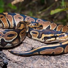 The image shows a ball python curled up on top of a tree trunk in the wild.