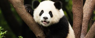 A giant panda sitting on a tree.