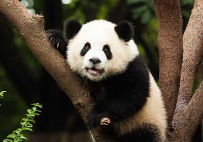 A giant panda sitting on a tree.